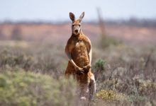 Photo of Australian man killed by kangaroo he kept as pet