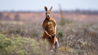 Photo of Australian man killed by kangaroo he kept as pet