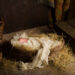 Town rallies after vandals destroy Nativity scene, restores display in time for Christmas