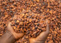 ICU, GAWU support cocoa reforms but kick against pay reductions