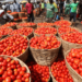 Ghana targets up to 300,000 metric tonnes of dry season tomatoes in 3 years – Dumelo