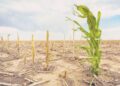 crop Spiritfm Online Climate-vulnerable countries spend nearly 25 times more on debt than climate action – ActionAid report