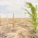 crop Spiritfm Online Climate-vulnerable countries spend nearly 25 times more on debt than climate action – ActionAid report