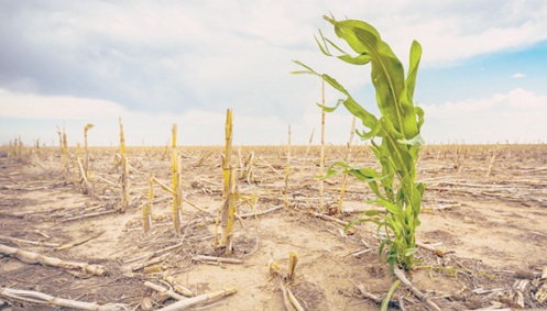 crop Spiritfm Online Climate-vulnerable countries spend nearly 25 times more on debt than climate action – ActionAid report